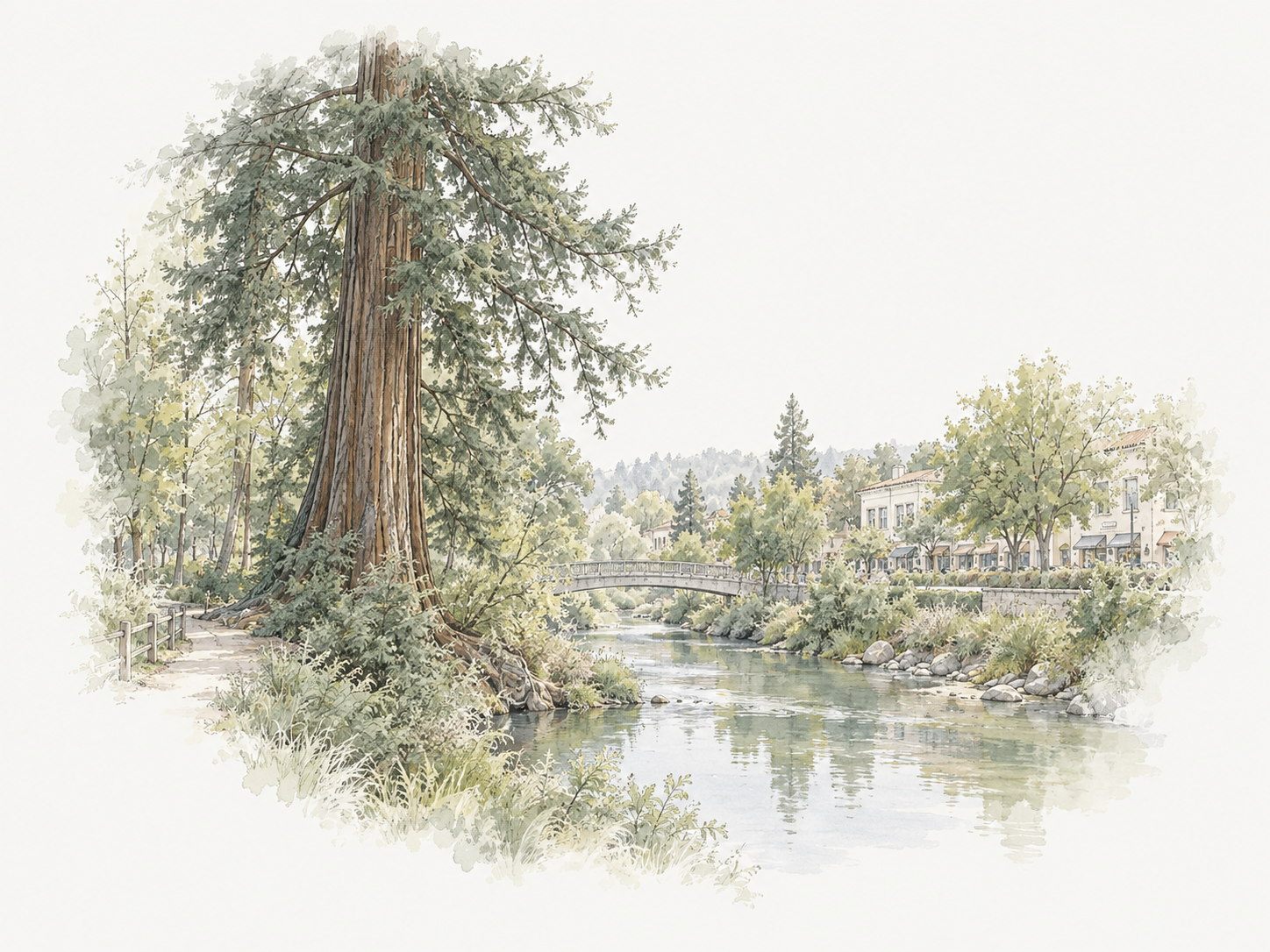 Watercolor illustration of a coast redwood and creek in Palo Alto